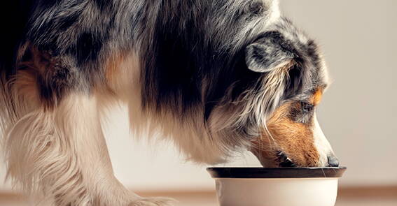 Bachblueten-Therapie.jpg Bachblüten-Therapie für Hund und Mensch, Gleichgewicht, Notfalltropfen