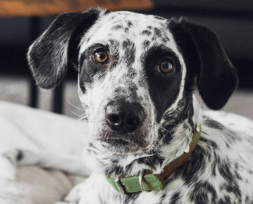 Gemeinsam unterwegs: Hunde-Coaching, Hundeschule, Sozialer Spaziergang, Sinn-Arbeit, Verhaltens-Therapie, Verhaltens-Beratung, NHB