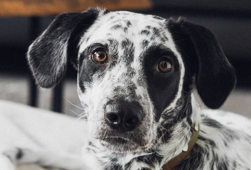Bachblüten-Therapie für Hund und Mensch, Gleichgewicht, Notfalltropfen