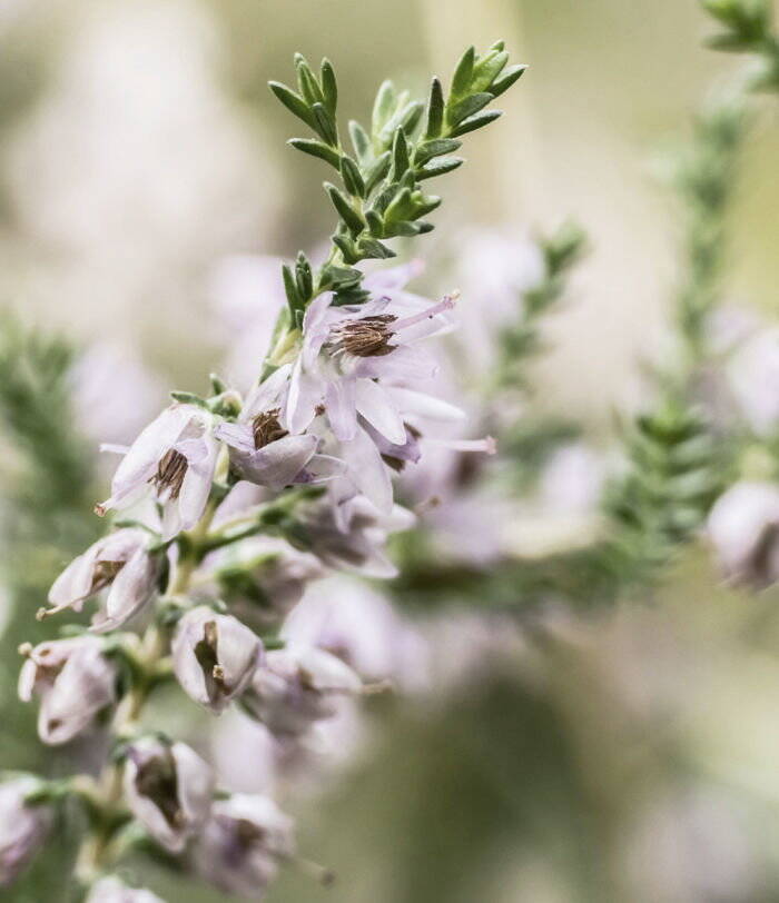 kachel_bachbluete-885-885.jpg kachel_bachbluete-885-885.jpg