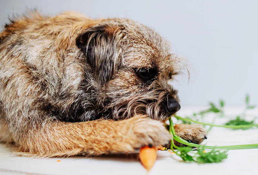 tiernatur_ernaehrung-ruebli.jpg tiernatur_ernaehrung-ruebli.jpg